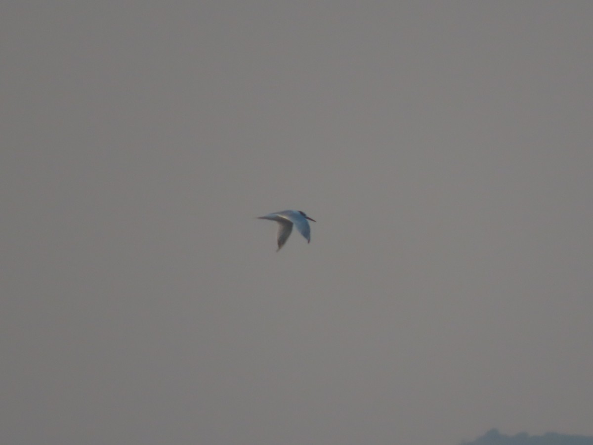 large tern sp. - ML640510962