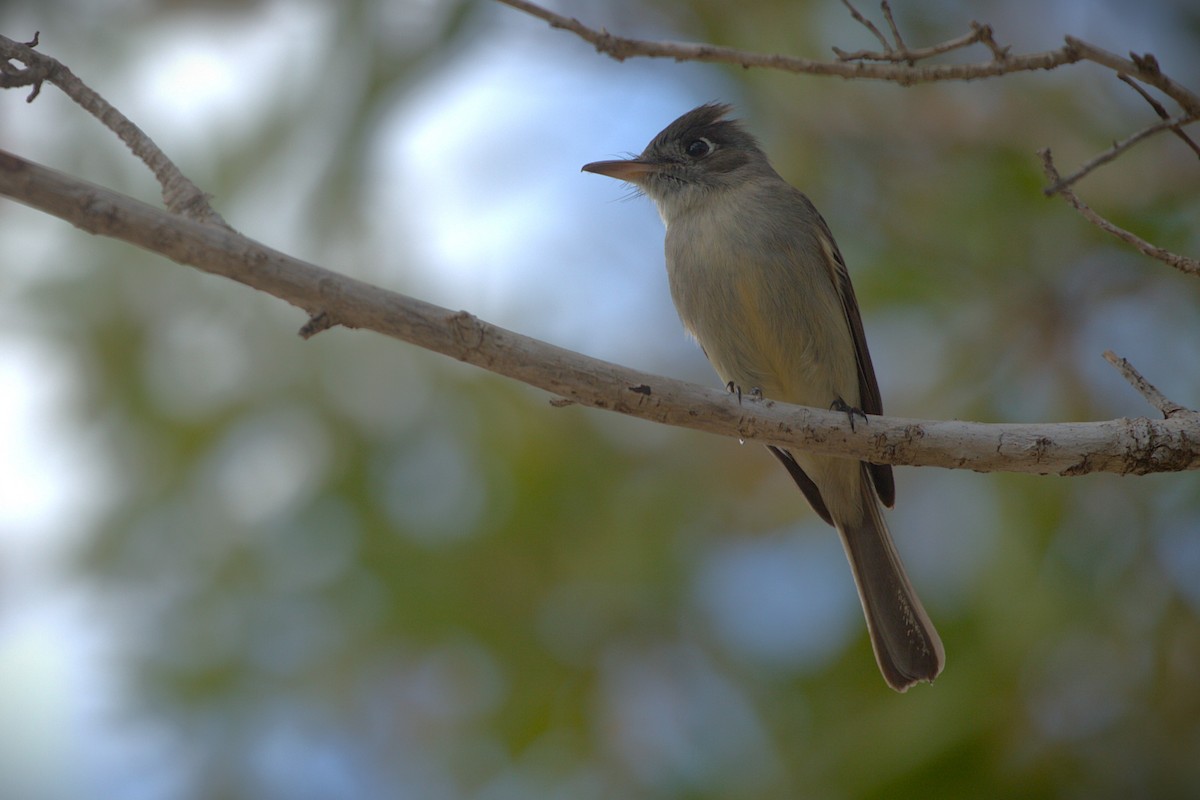 Cuban Pewee - ML640510967
