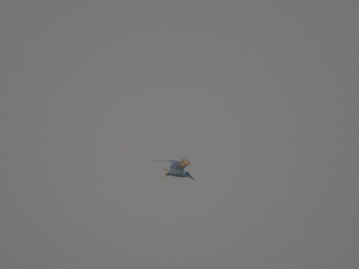large tern sp. - ML640510968
