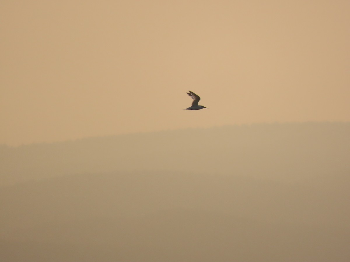 large tern sp. - ML640510974