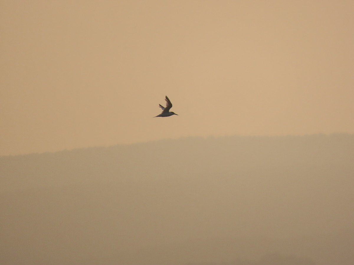 large tern sp. - ML640510978