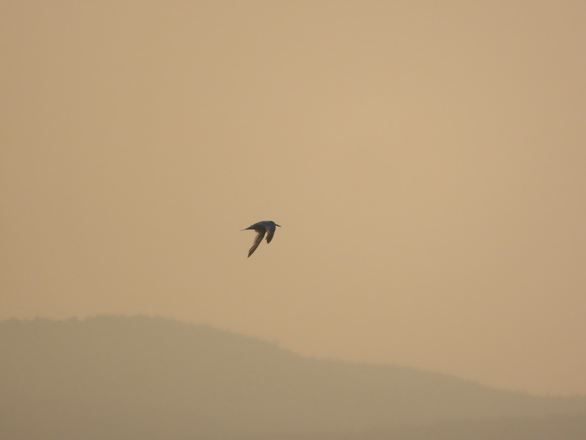 large tern sp. - ML640510981