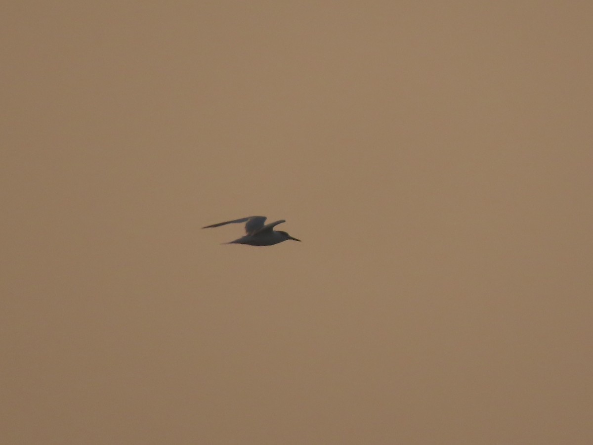 large tern sp. - ML640510984