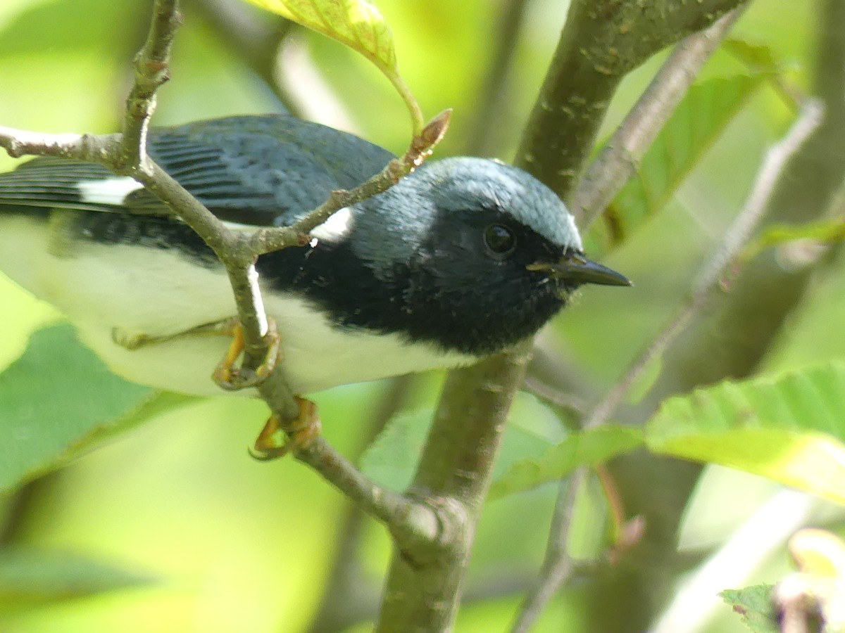 Black-throated Blue Warbler - ML640510986