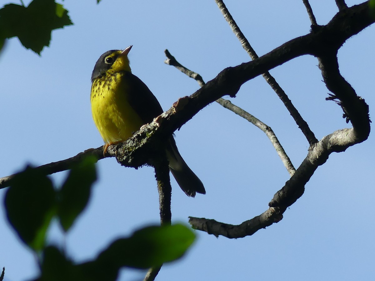 Canada Warbler - ML640511020