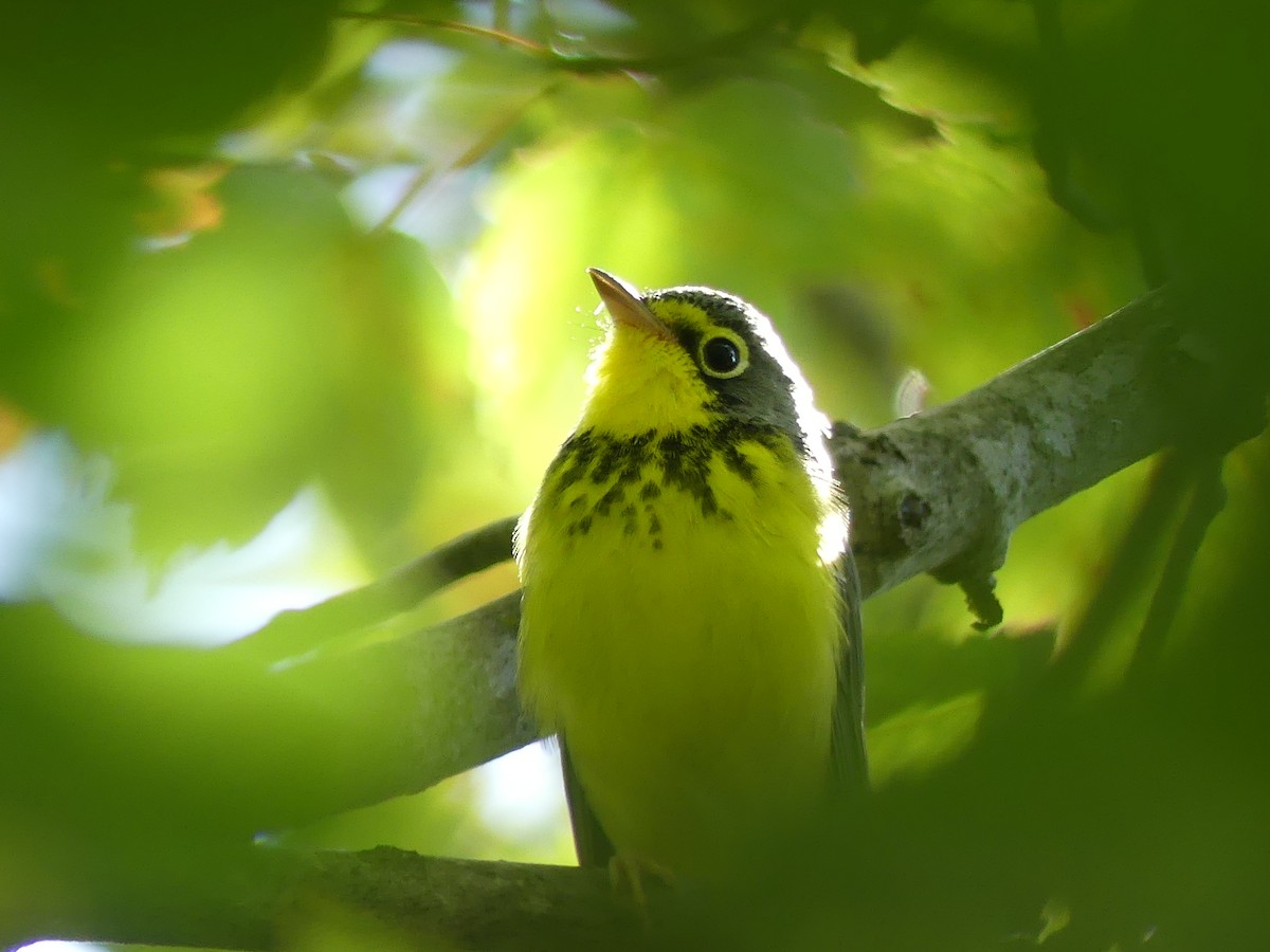 Canada Warbler - ML640511021