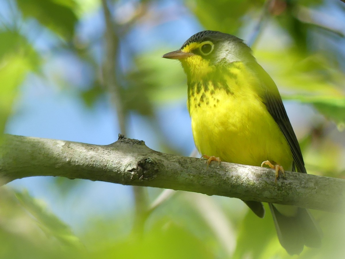 Canada Warbler - ML640511022