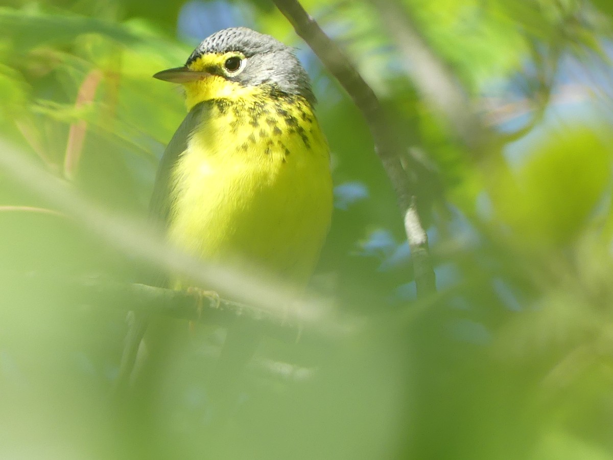Canada Warbler - ML640511023