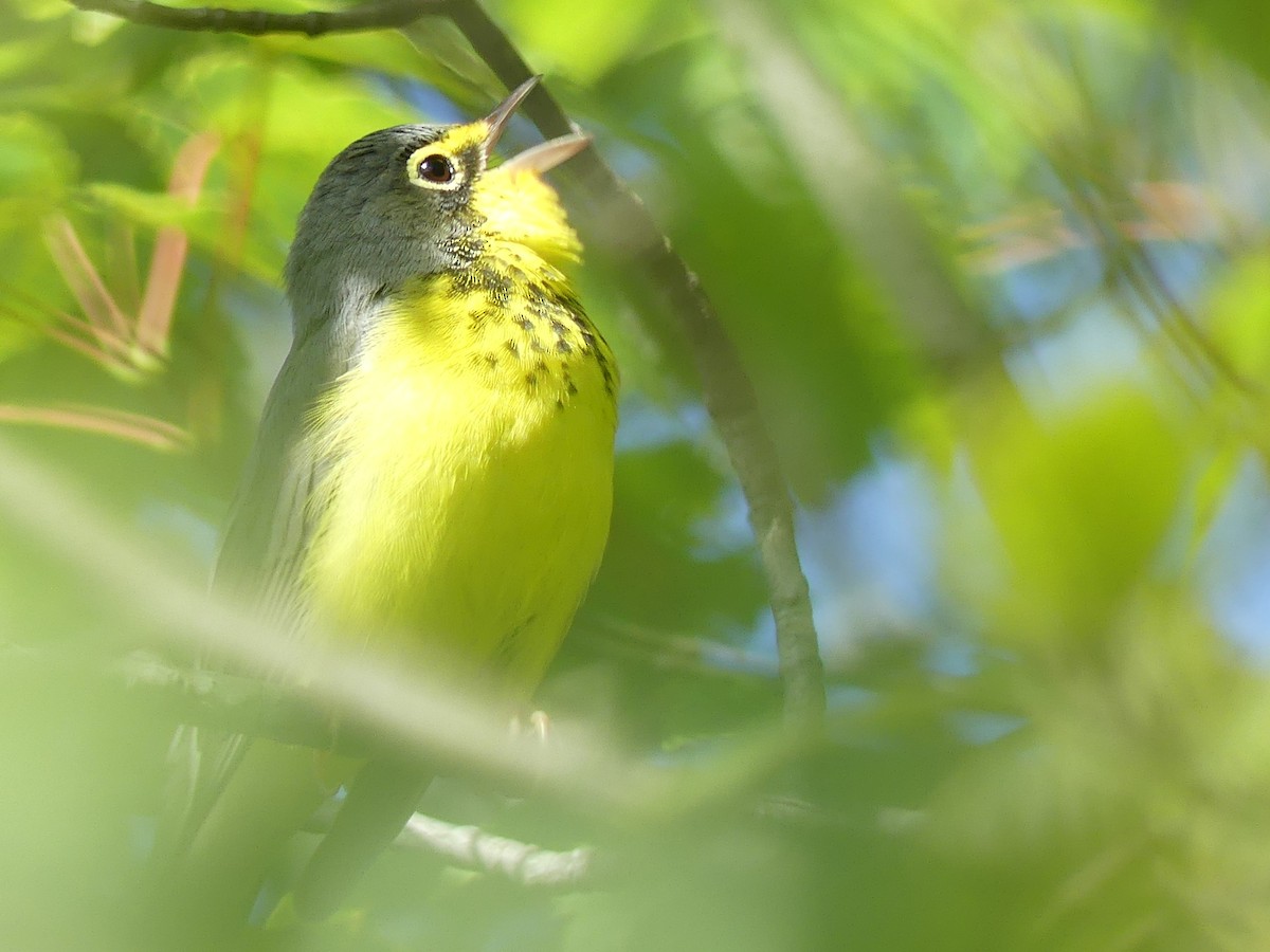 Canada Warbler - ML640511024
