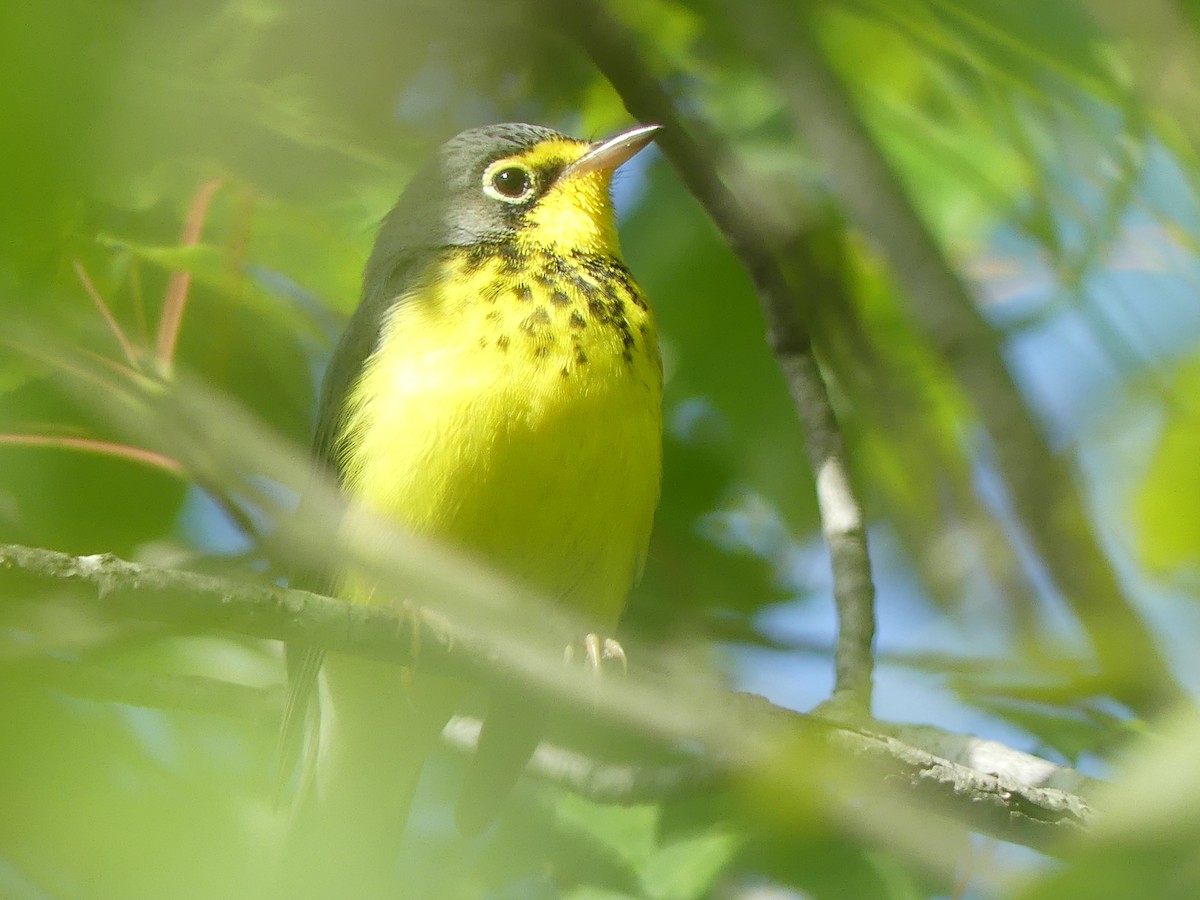 Canada Warbler - ML640511025