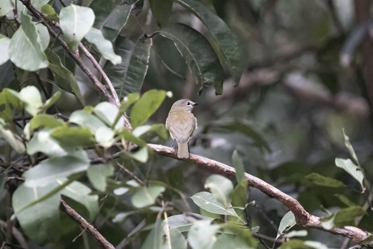 Gray Whistler - ML640511027
