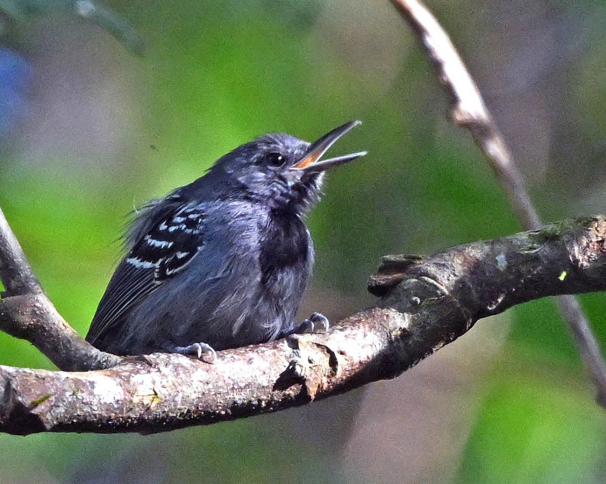 Gray Antwren - ML640511030