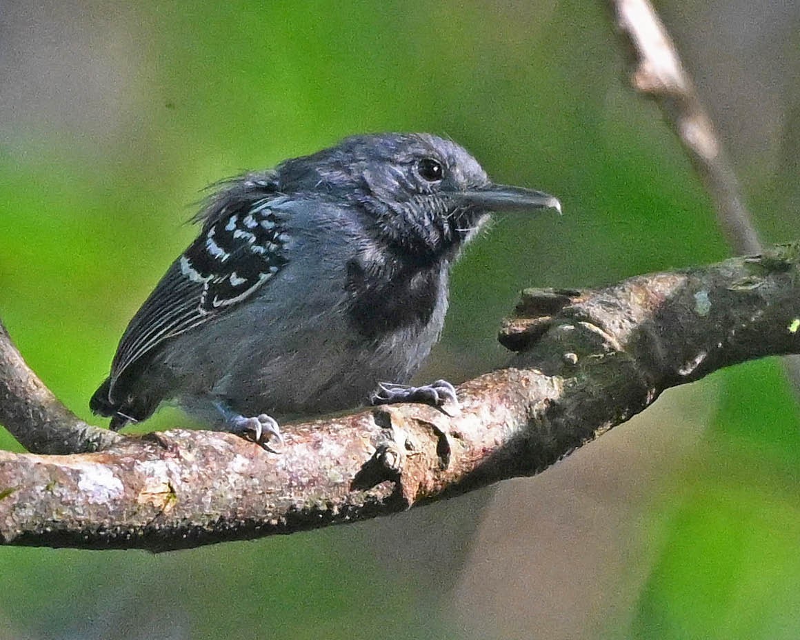 Gray Antwren - ML640511031