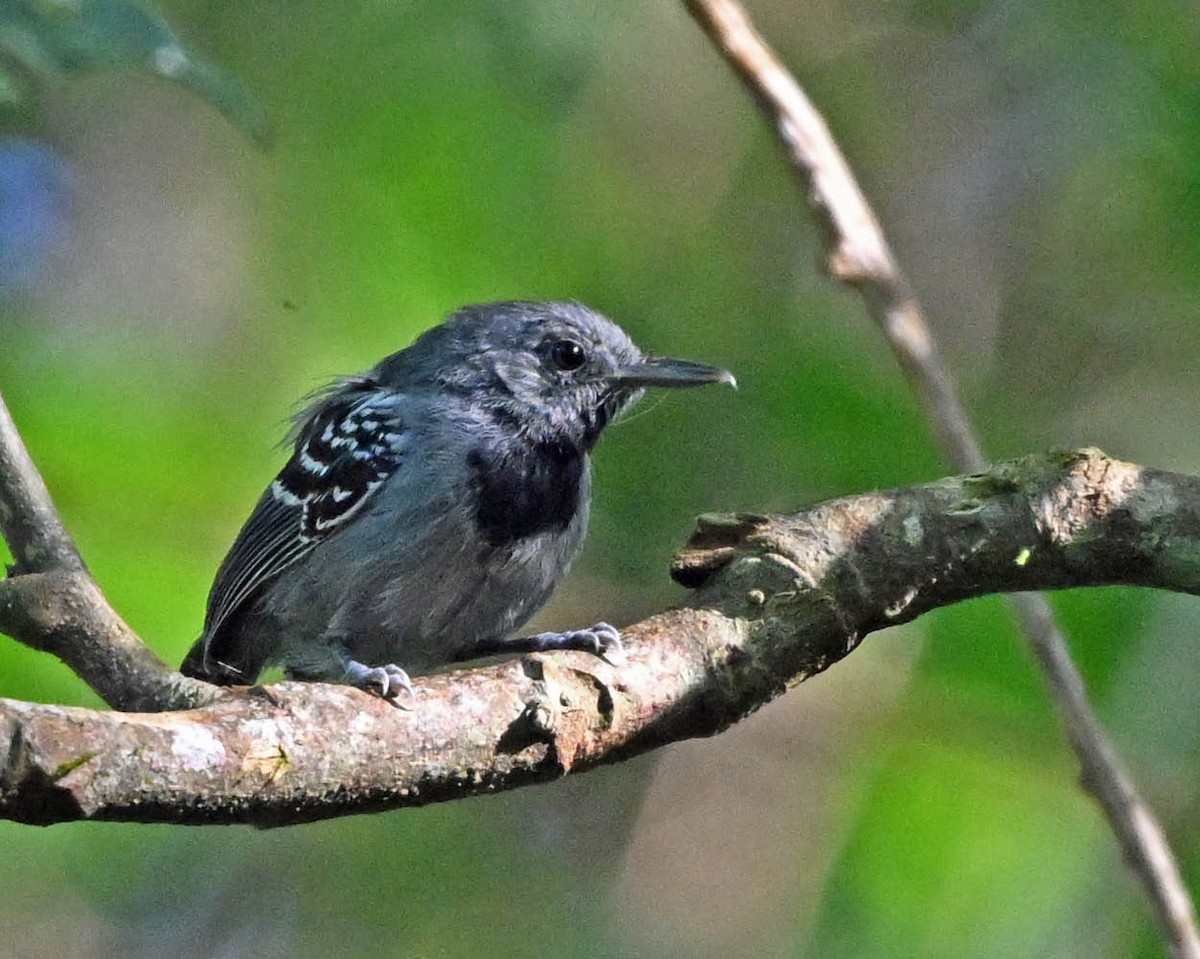 Gray Antwren - ML640511032