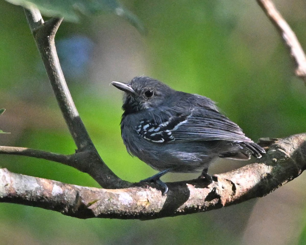Gray Antwren - ML640511033
