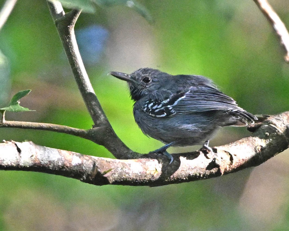 Gray Antwren - ML640511034