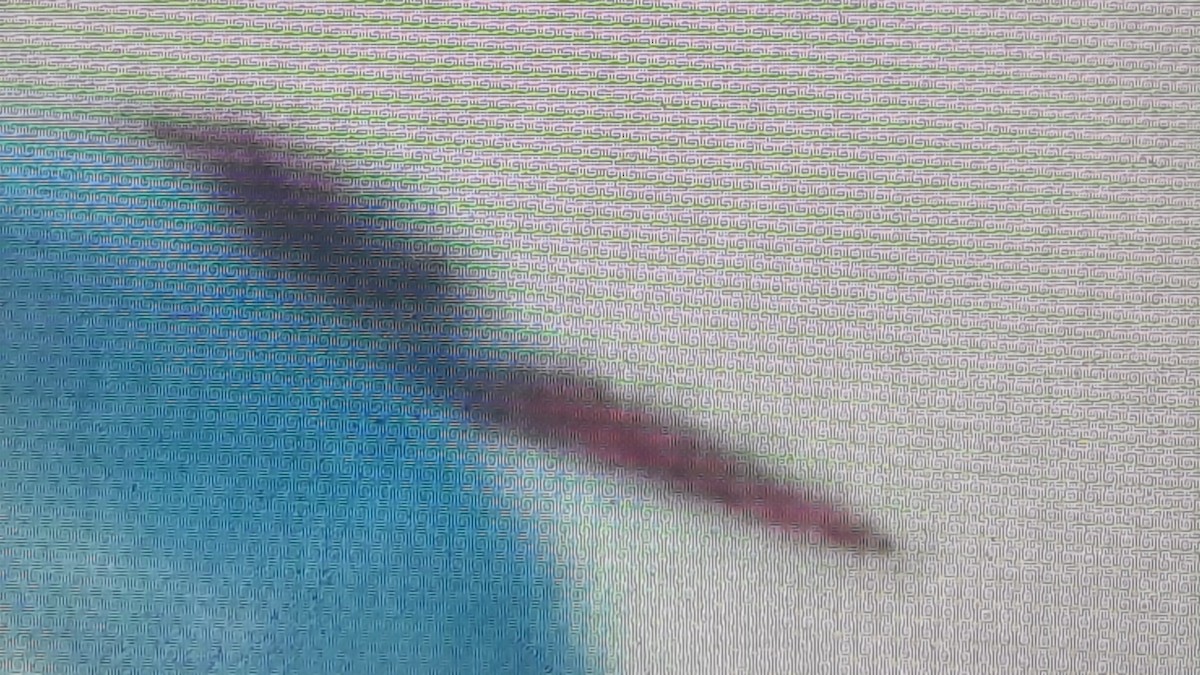 large tern sp. - ML640511047