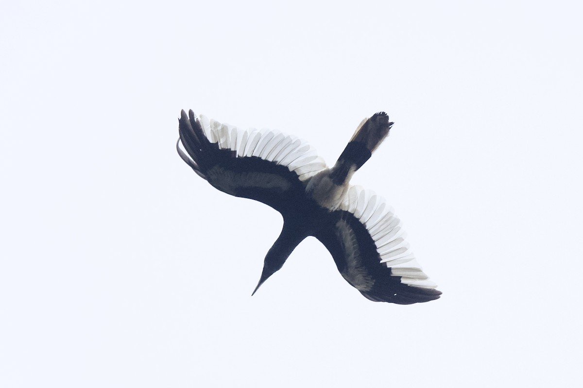 Black-and-white-casqued Hornbill - ML640511057