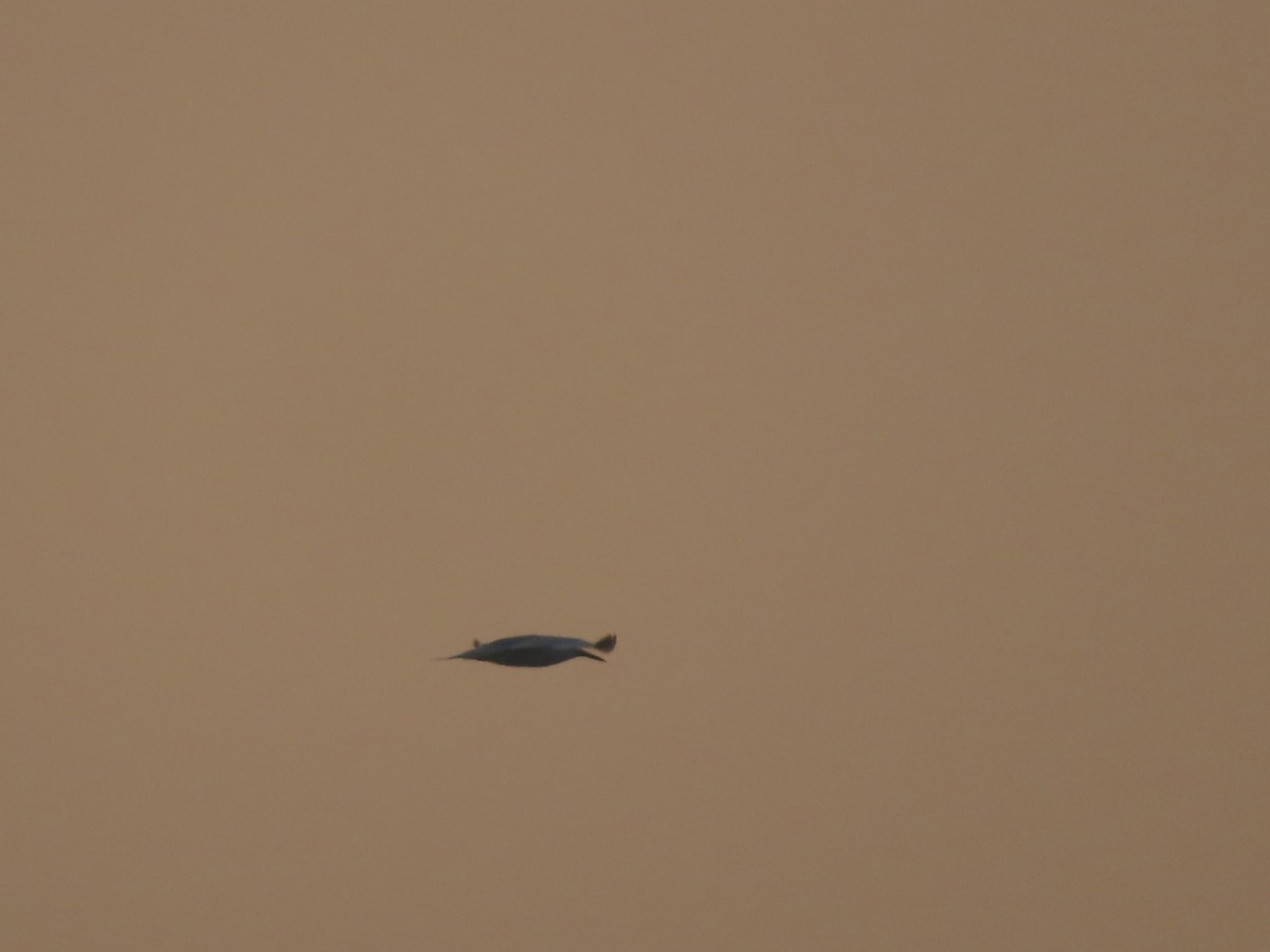 large tern sp. - ML640511067