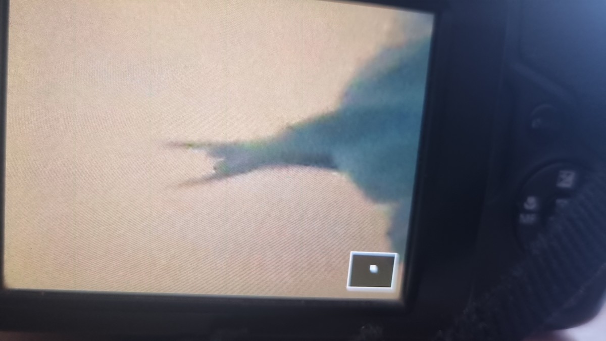 large tern sp. - ML640511075