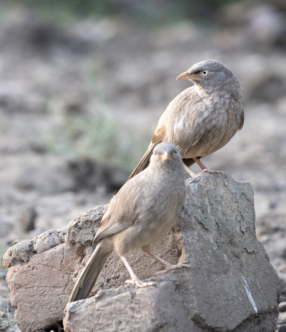 Jungle Babbler - ML640511076