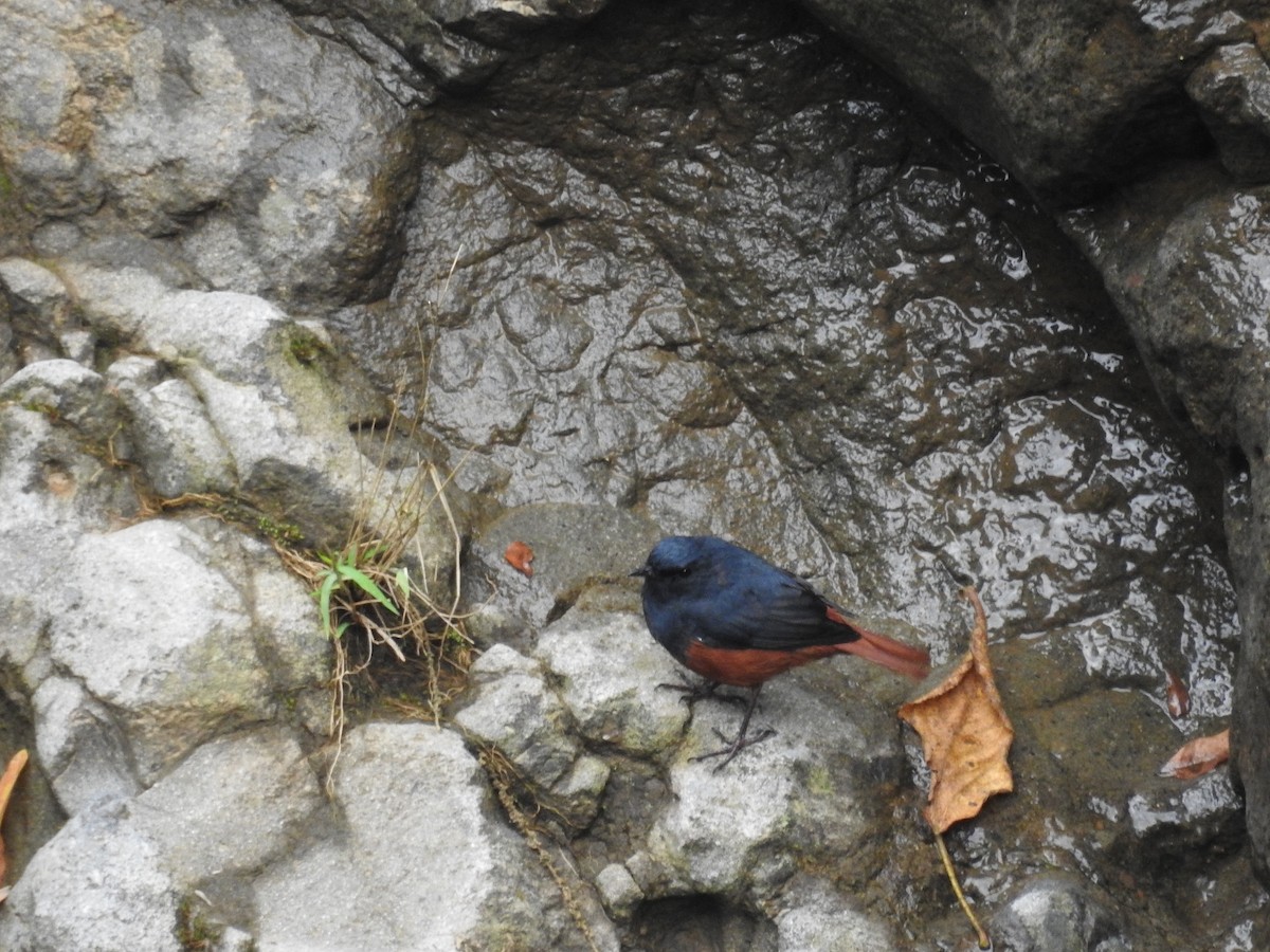 Luzon Redstart - ML640511109