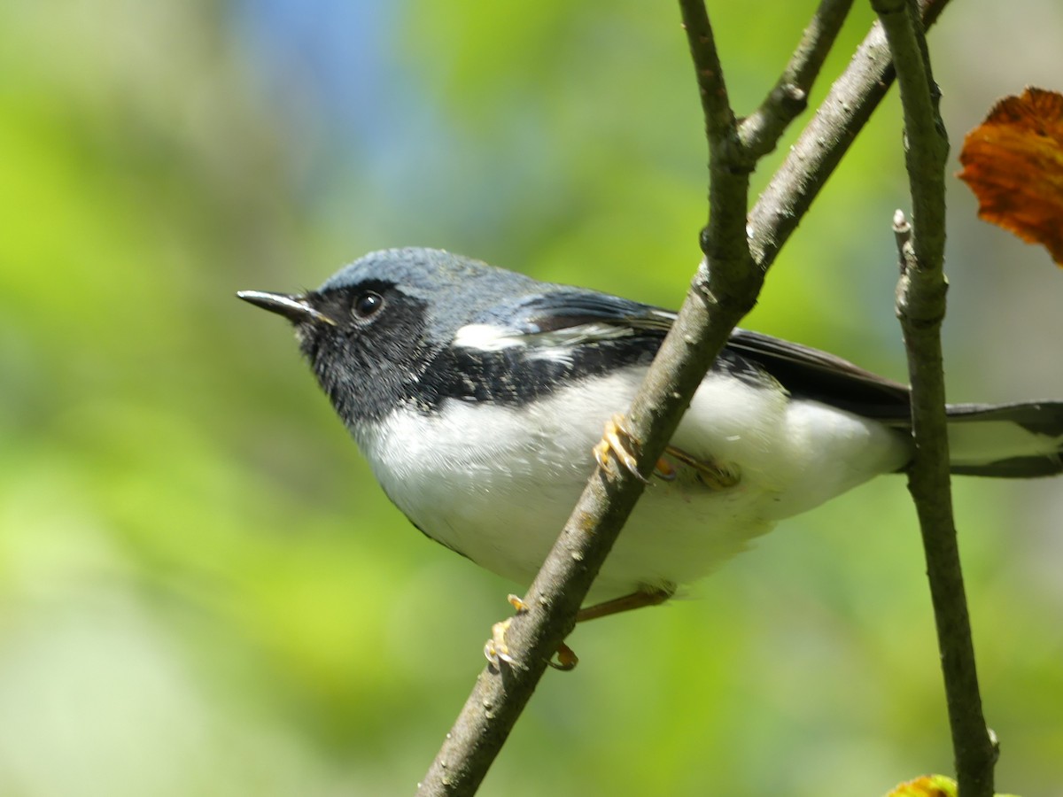 Black-throated Blue Warbler - ML640511120