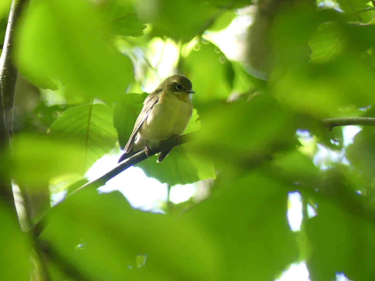 Black-throated Blue Warbler - ML640511121