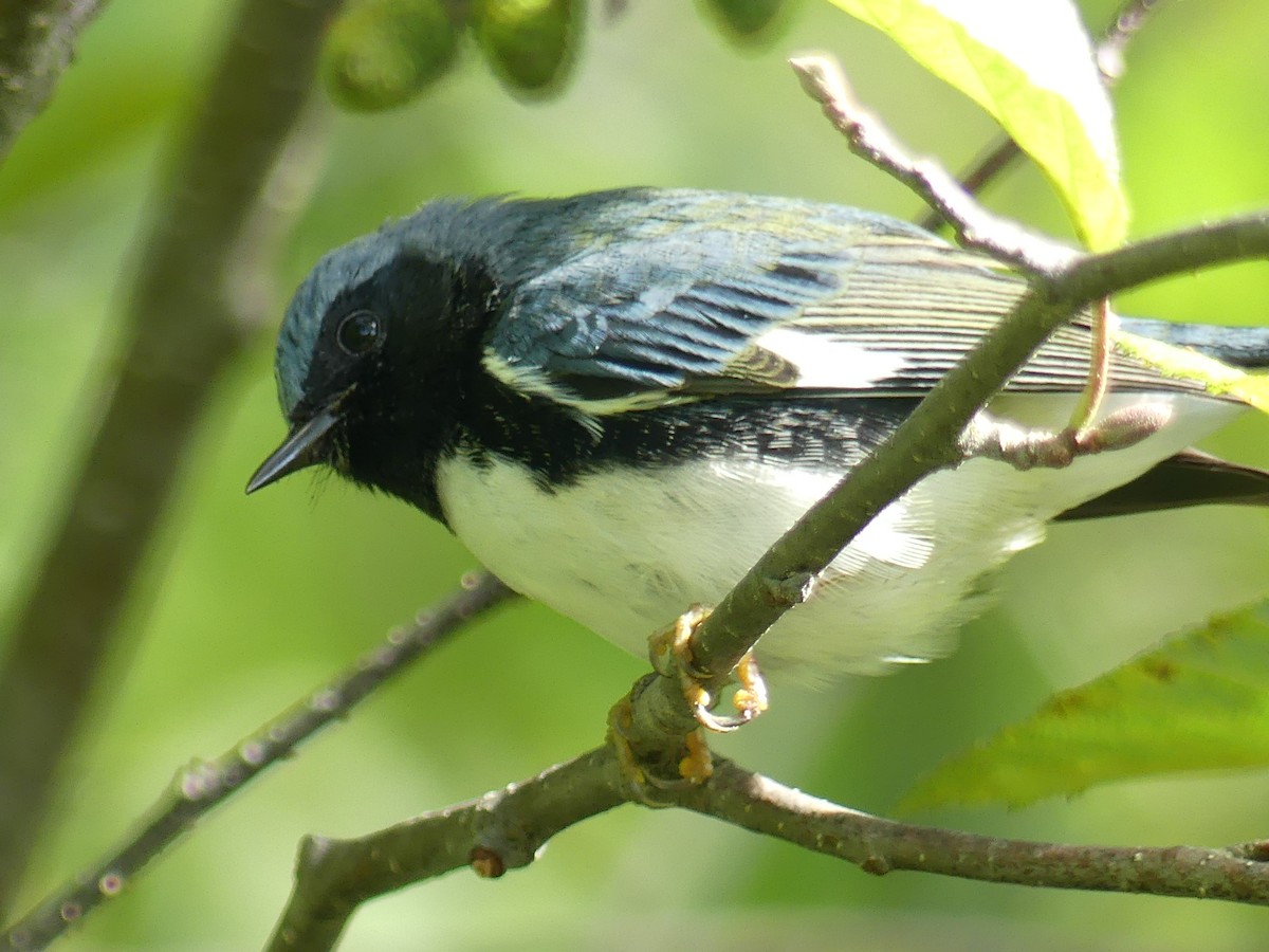 Black-throated Blue Warbler - ML640511122