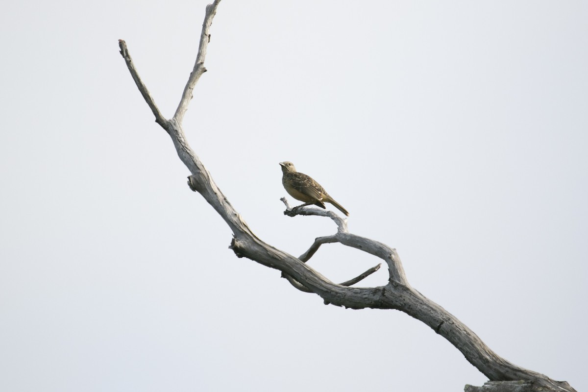 Fawn-breasted Bowerbird - ML640511142