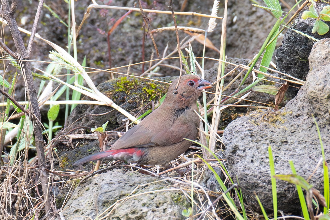 Red-billed Firefinch - ML640511154