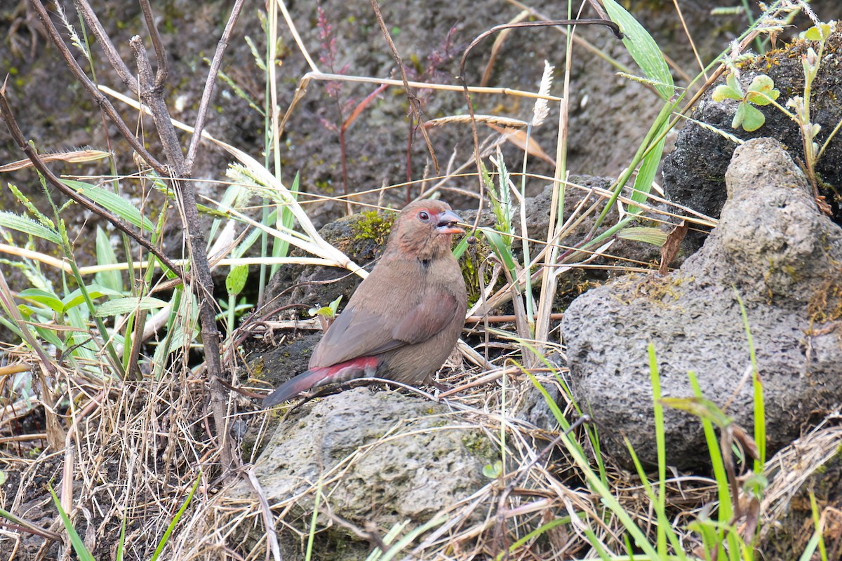 Red-billed Firefinch - ML640511155