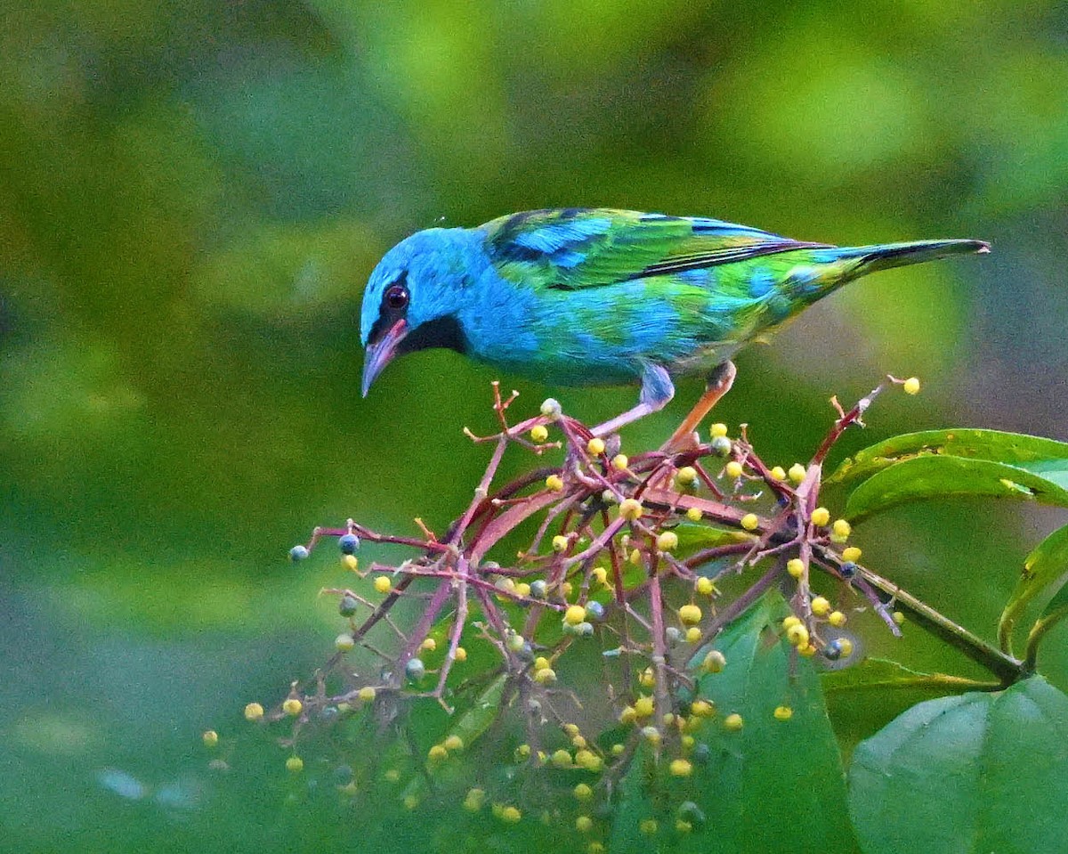 Blue Dacnis - ML640511161