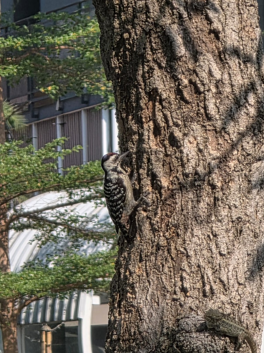 Freckle-breasted Woodpecker - ML640511225
