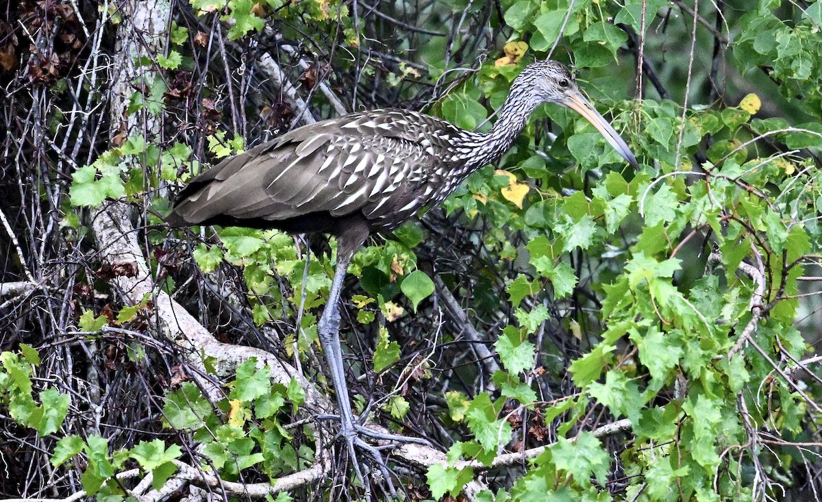 Limpkin - ML640511227