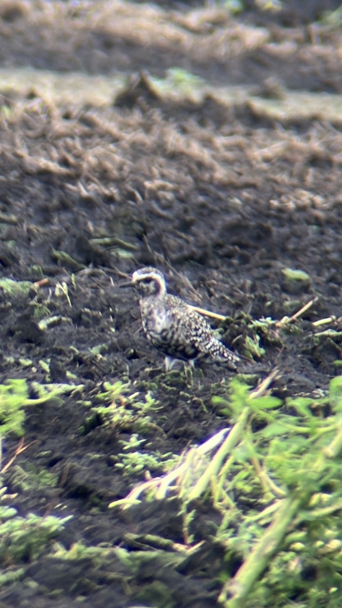 American Golden-Plover - ML640511237
