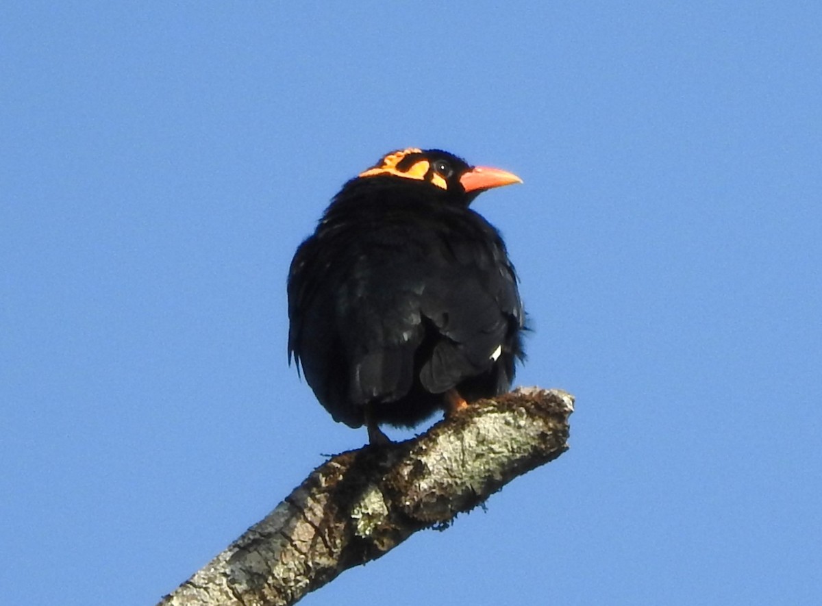 Southern Hill Myna - ML640511264