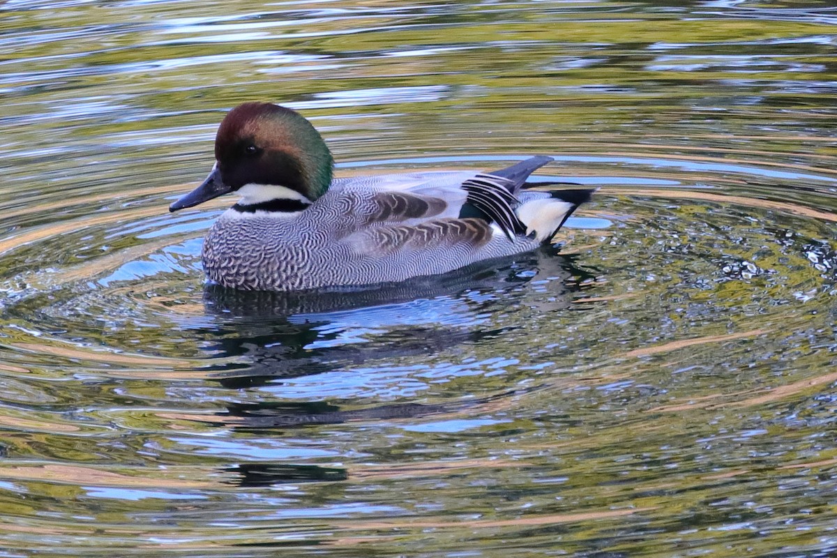 Falcated Duck - ML640511273