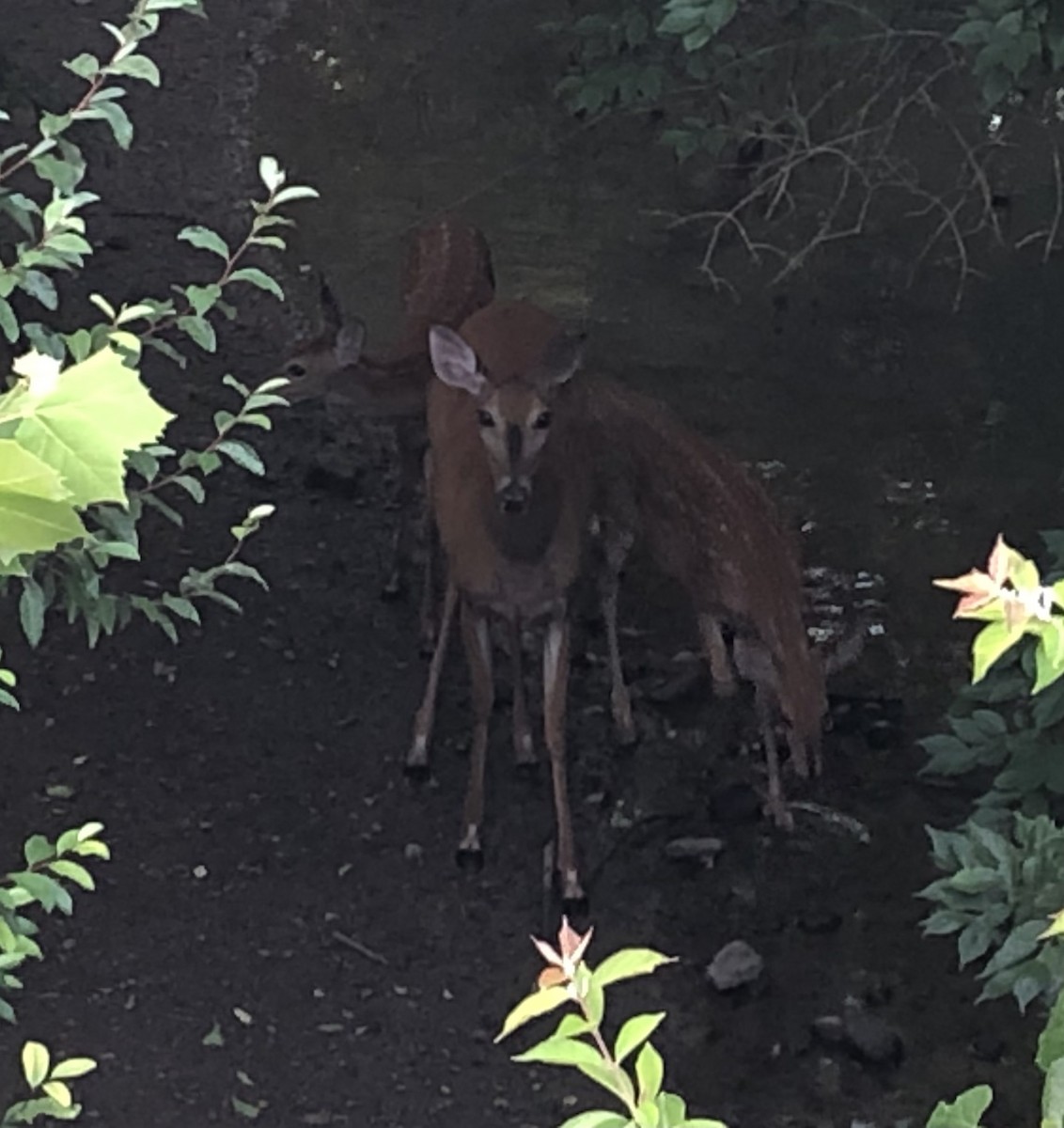 White-tailed Deer - ML640511300