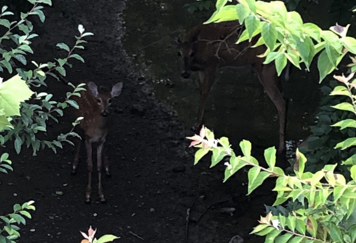 White-tailed Deer - ML640511301