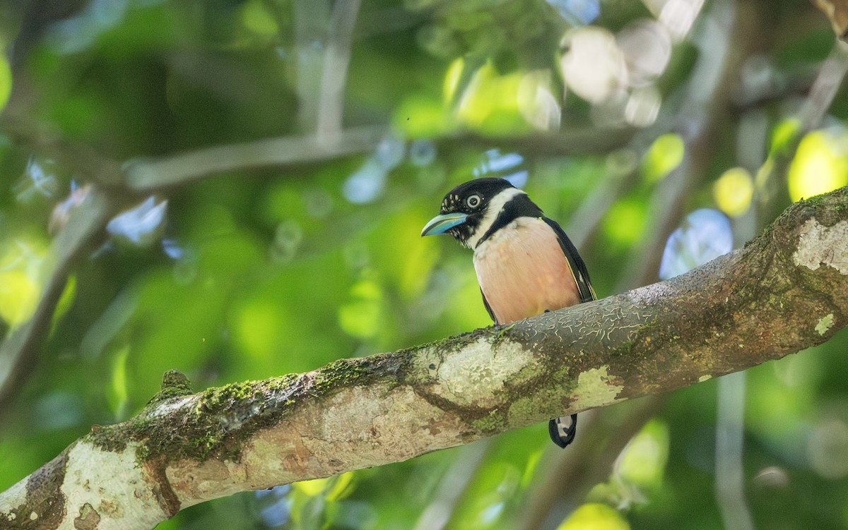 Black-and-yellow Broadbill - ML640511348