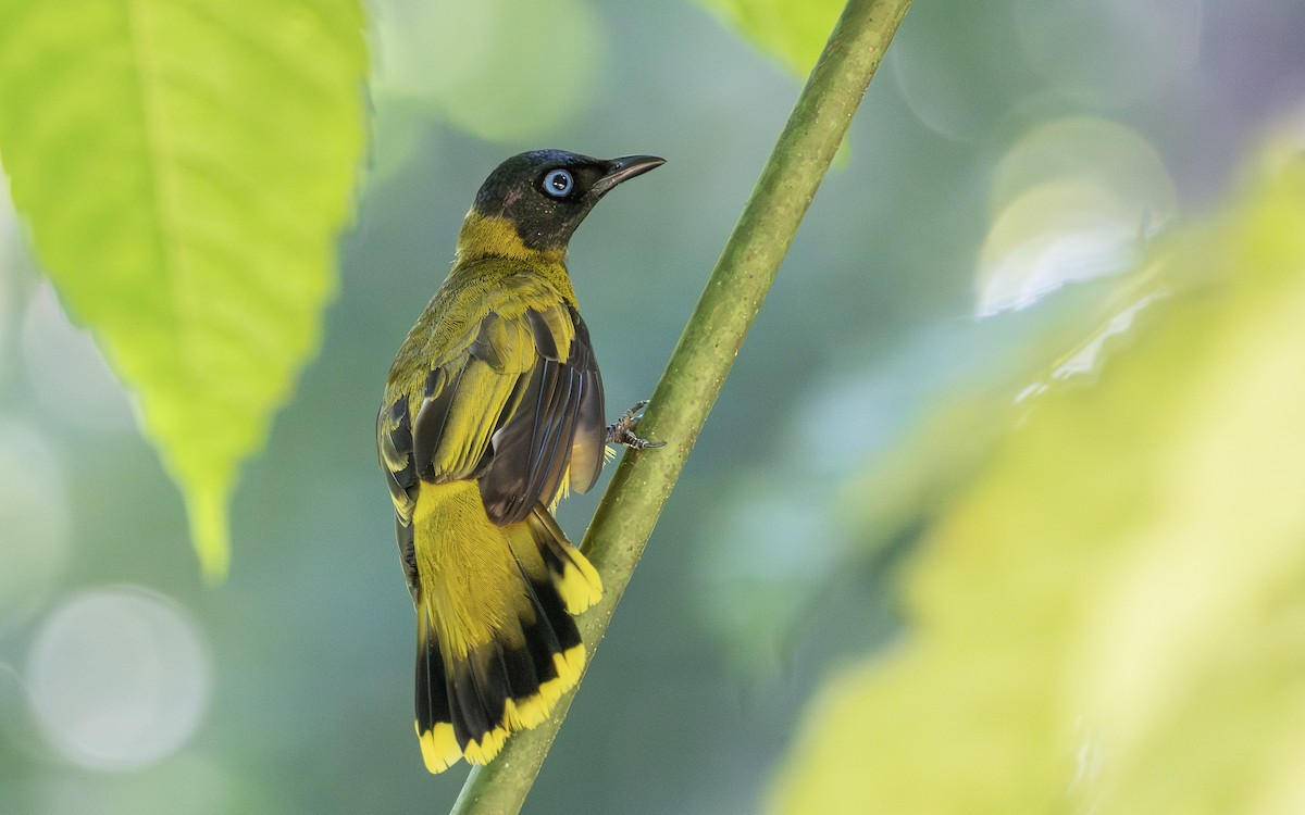 Black-headed Bulbul - ML640511353