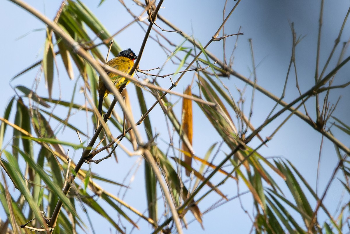 Ruby-throated Bulbul (Red-eyed) - Joachim Bertrands | Ornis Birding Expeditions