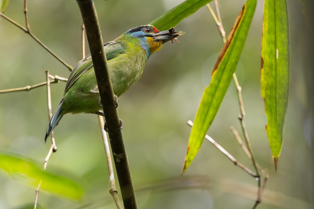 Black-browed Barbet - ML640511405