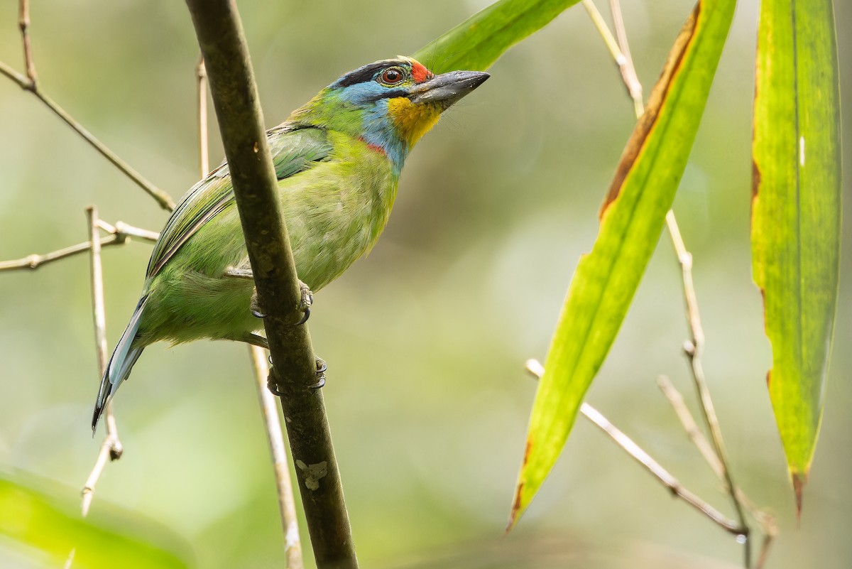 Black-browed Barbet - ML640511406