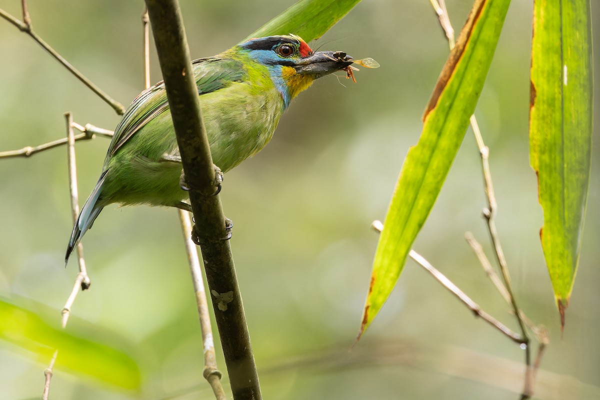Black-browed Barbet - ML640511407