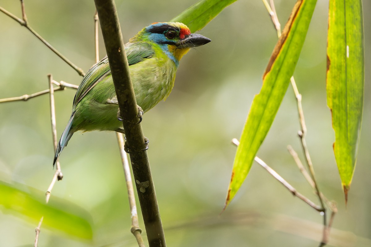 Black-browed Barbet - ML640511408