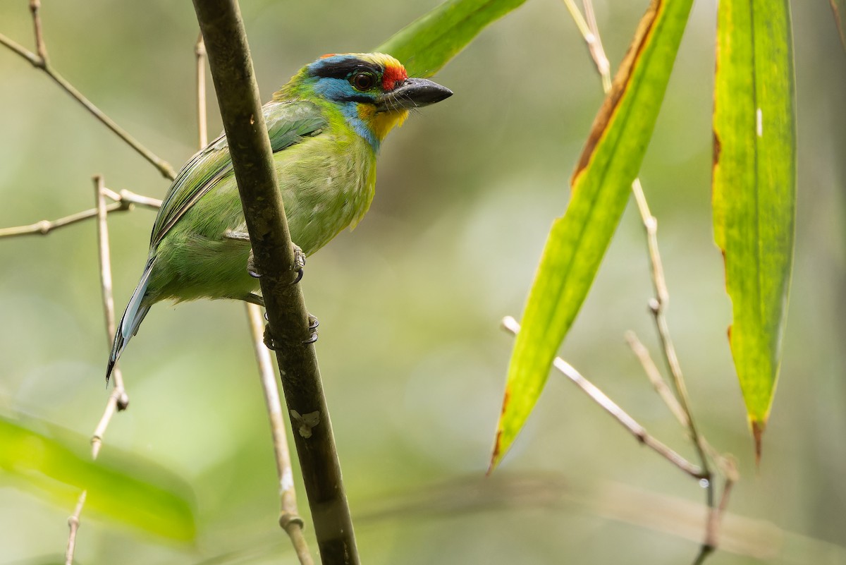 Black-browed Barbet - ML640511409