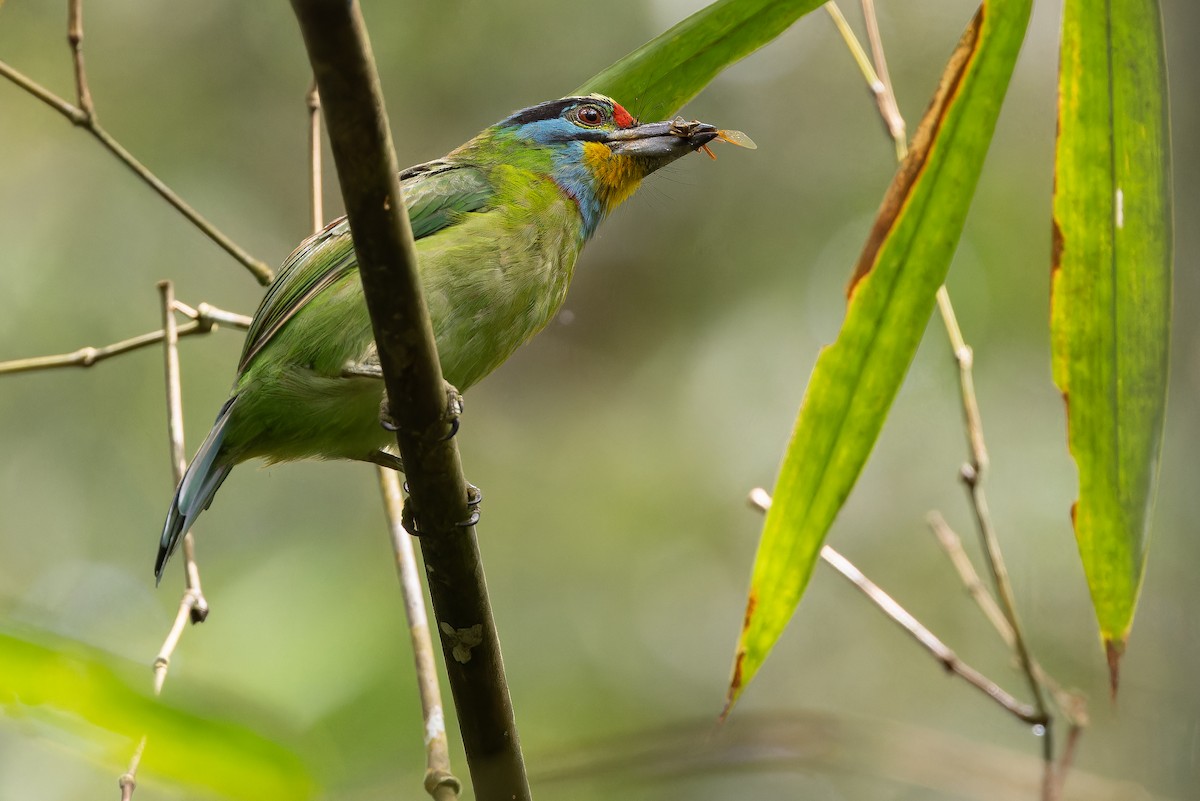 Black-browed Barbet - ML640511410