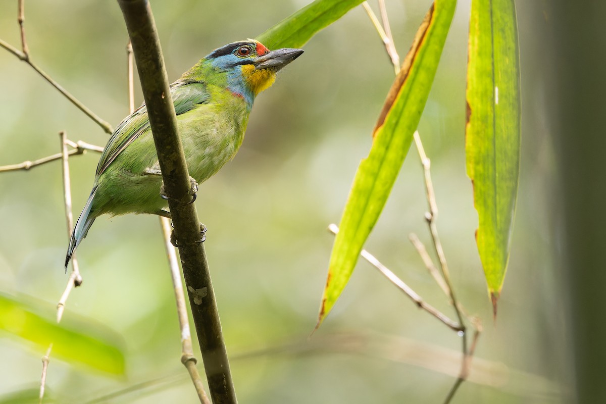 Black-browed Barbet - ML640511411